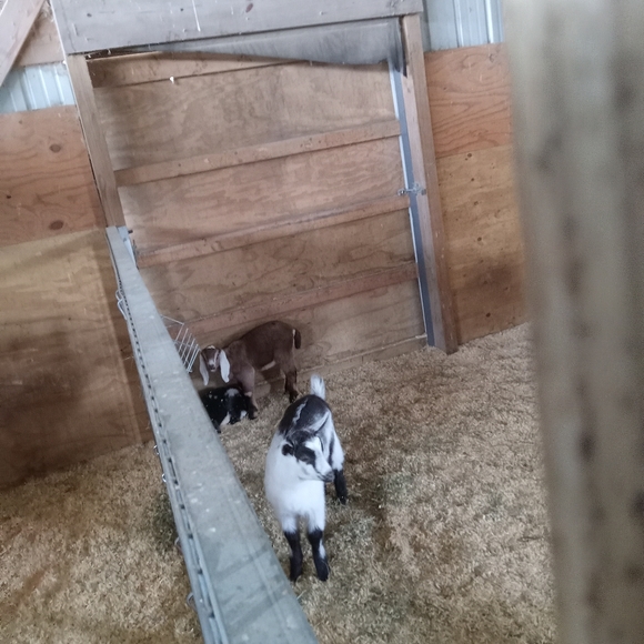 Meet your Posher, Evie - Picture 11 of 13